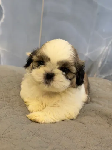 Shihtzu fêmea a pronta entrega
