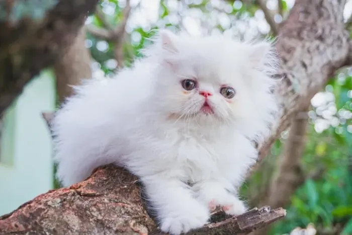 Gato Persa lindos filhotinhos com estrutura perfeita alta