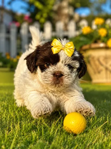 Encantadora shih tzu fêmea chocolate! Vacinada
