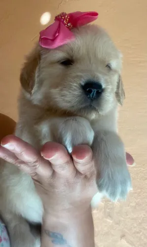 Adquira seu filhotinho para dia dos namorados, Golden Retriever queridinho