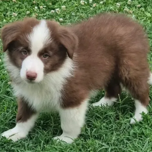 Filhotes de Border Collie | Focinho que transmite alegria.