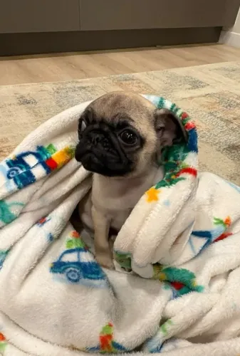 Pug Pequenos branquinhos cheios de atitude disponíveis