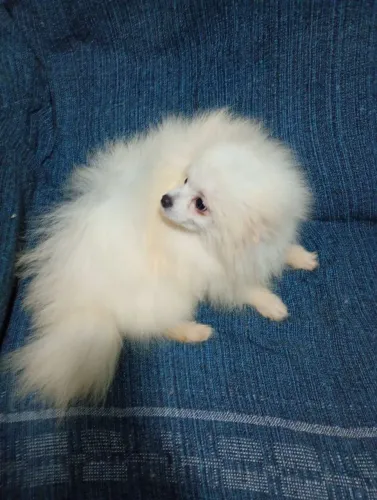Spitz alemão macho anão com 7 meses com todas as vacinas