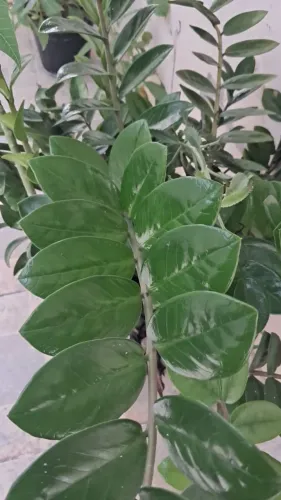 Zamiuculca