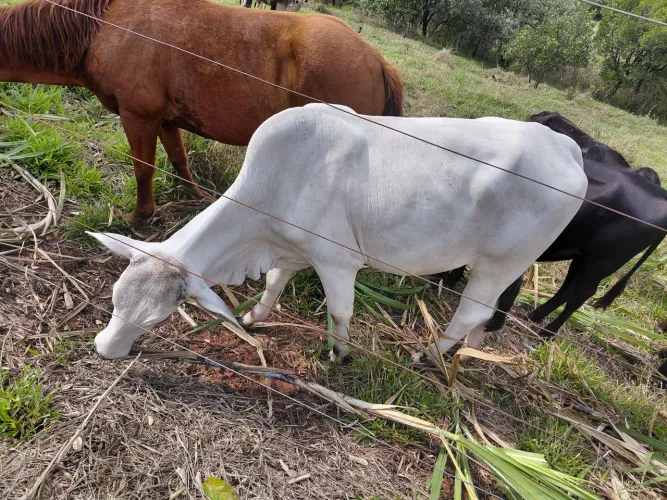 Novilhas, nelore e cruzamento