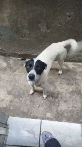 Cachorros 