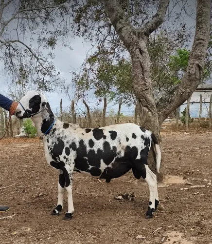 Carneiro Santa Inês 