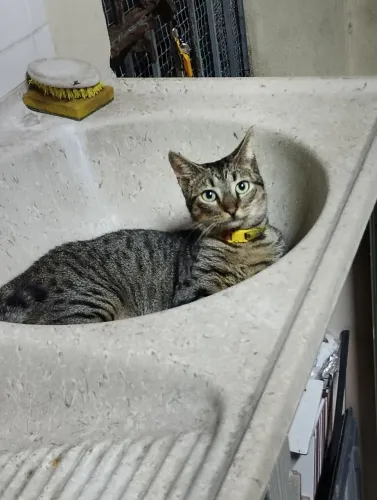 Gatinho castrado para adoção 