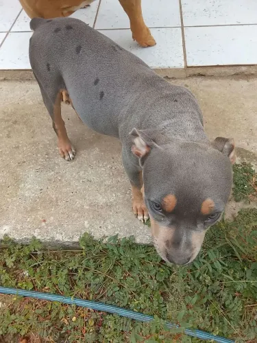 Vendo uma linda filhote de Pitbull, 04 meses de puro amor!