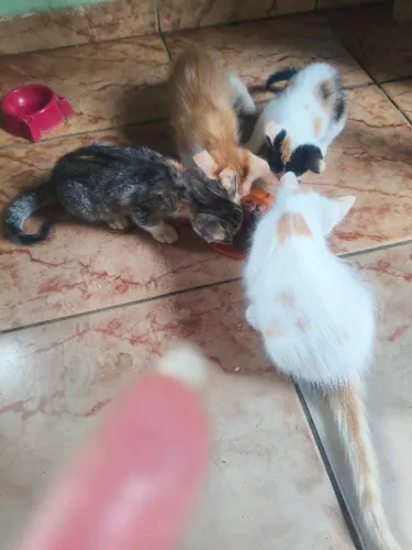 Gatinhos para adoção?