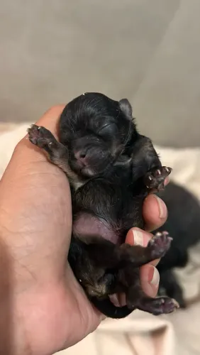 Vendo filhotes de poodle