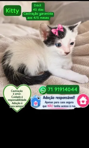 Adote a gatinha Kitty.