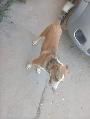Fila com labrador