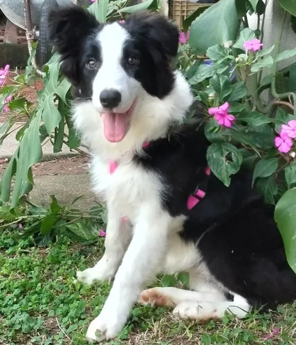Border collie 
