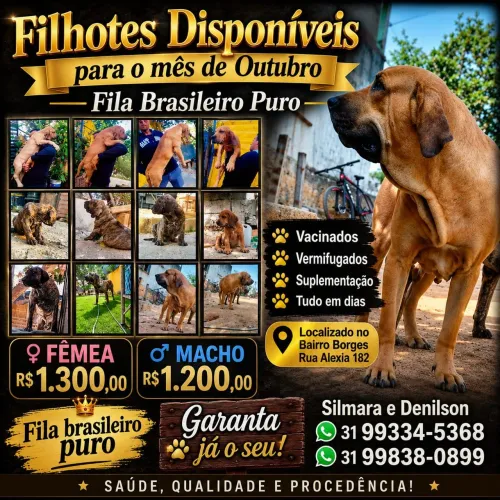 Filhotes de fila brasileiro 