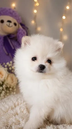 Lulu da Pomerania Spitz alemão 