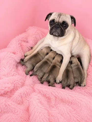 Pug pug