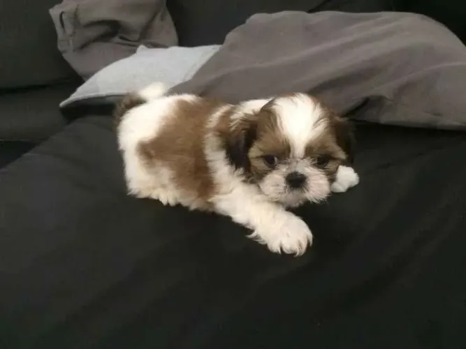 Filhote shih tzu, Seus dias de solidão acabaram!