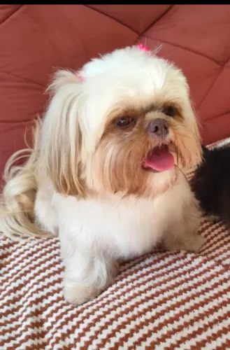 Vende se uma cachorrinha Shitzu Ela tem 1 ano e 3 meses sou de Campinas
