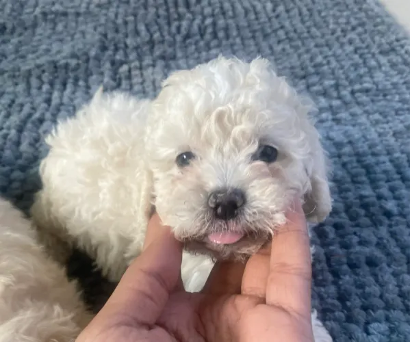 Filhote de poodle fêmea 
