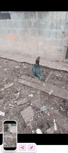 Galo preto de raça lindo