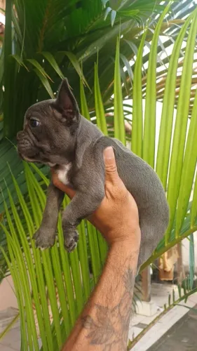 Linda fêmea Bulldog francês