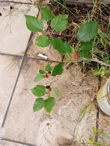 Muda de amora gigante portuguesa 
