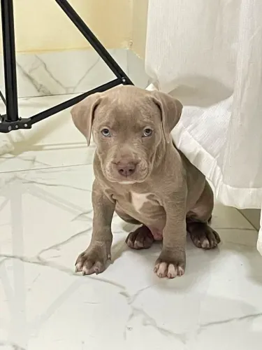 AMERICAN BULLY 