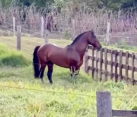 Vendo garanhão