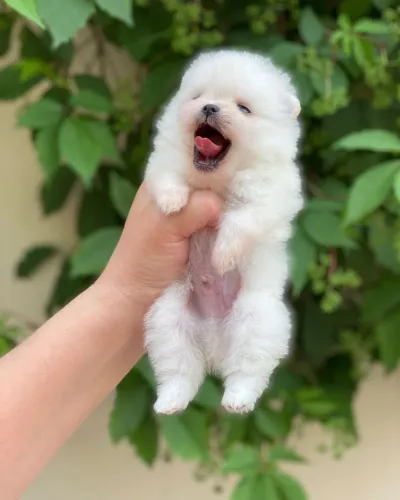 Spitz alemão Filhotinho carinhoso e cheio de energia esperando por você