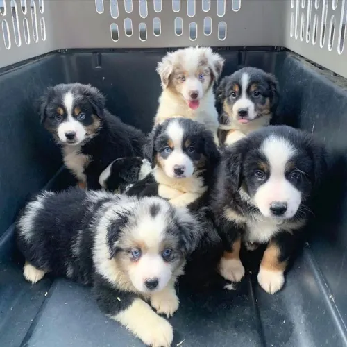 Leve mais amor para o seu lar com bbs de Border Collie!!!