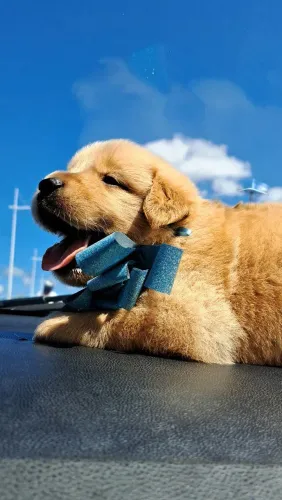 Golden retriever filhote lindos