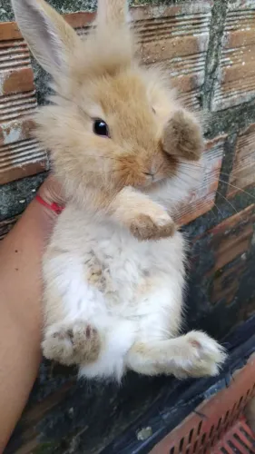 Animal coelhos