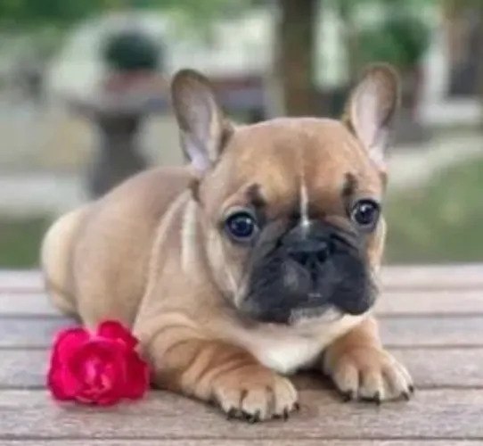 Filhote  Bulldog francês!! Belos e com todas as garantias 