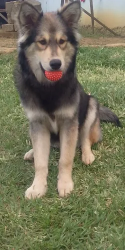 Pastor alemão com hansky siberiano cachorro