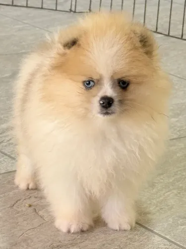 Lulu da pomerania