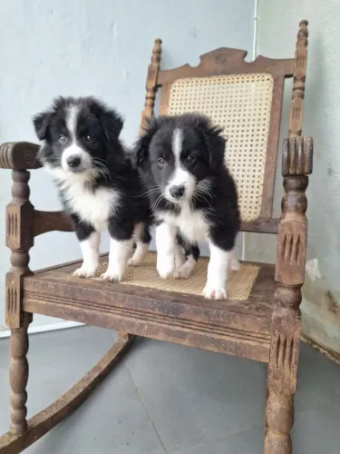 Filhotes de Border Collie