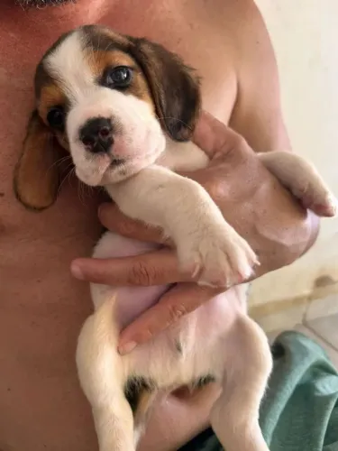 Beagle O craque que não fica no banco