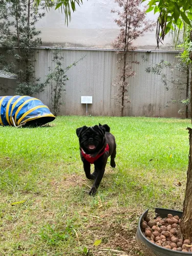 Pug Preto