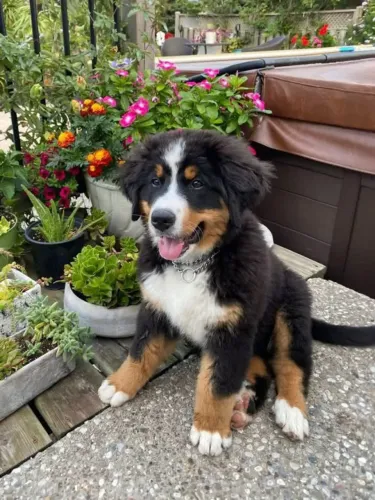 Filhotes de Bernese | Peludinhos brilhantes!