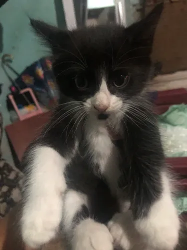 DOAÇÃO DE GATOS FILHOTES