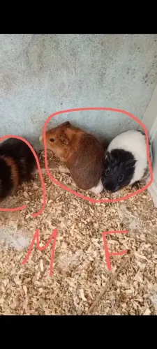 Porquinho da índia 