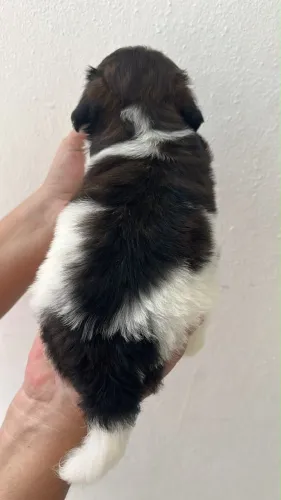 Filhote de shit tzu 
