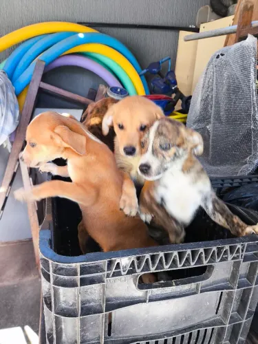 Doação de cachorro 