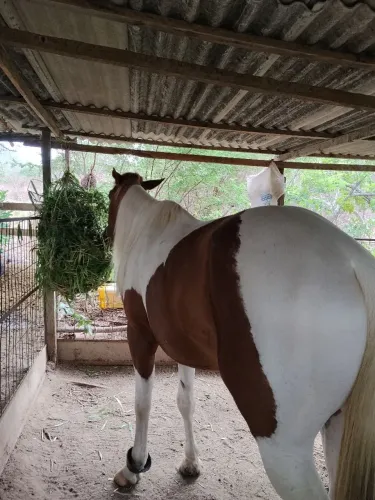 Cavalo poldo ainda 3 anos e 10 meses