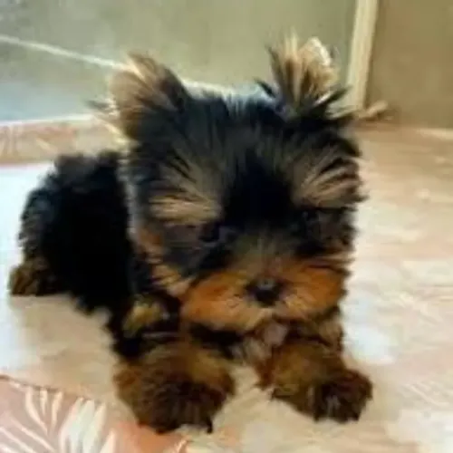 Mini Yorkshire Machinho - Pronta Entrega