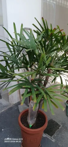 PLANTA - PALMEIRA RAFHIS