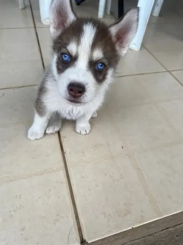 Husky siberiano Neste Dia dos Namorados, aposte na fofura