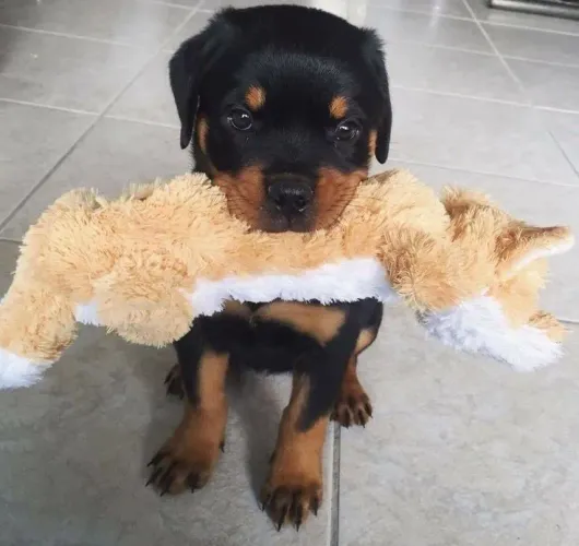 Rottweiler - Beleza Que a chama Atenção