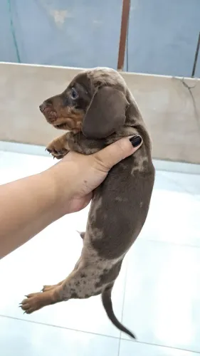 Dachshund salsicha mofado